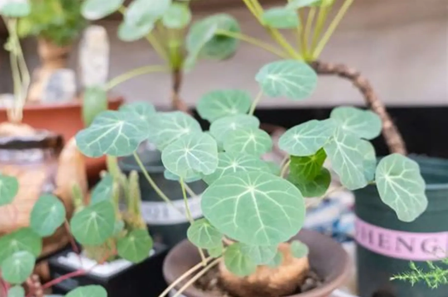 山烏龜休眠