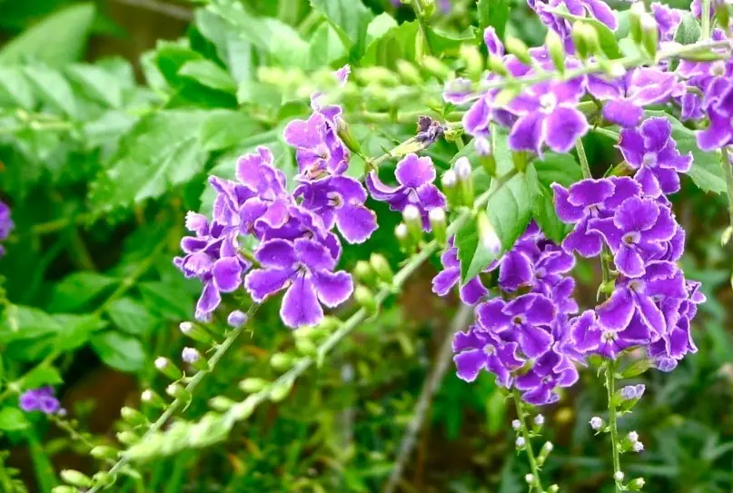 蕾絲金露花繁殖 蕾絲金露花繁殖