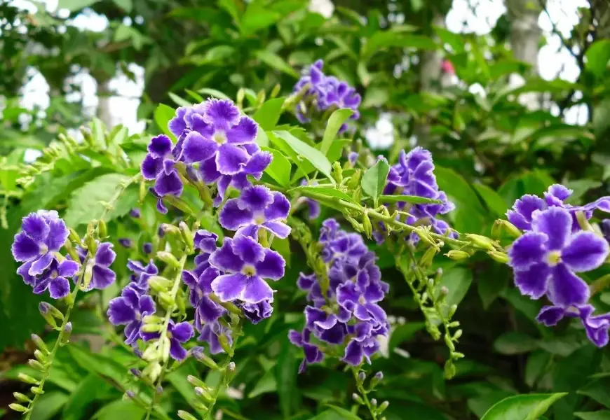 金露花修剪 金露花修剪