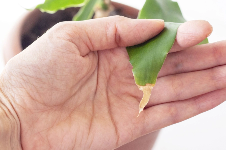 植物殺手翻身：從養死到養好的實戰筆記